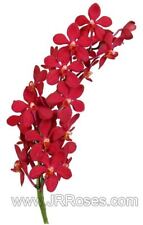 Mokara Ruby Red Orchids 60 stems