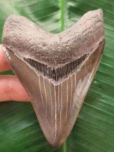 Dente lucido blu e grigio 10,2 cm del megalodonte dente di squalo fossile - Foto 1 di 7
