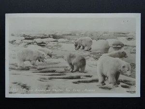 POLAR BEAR Theme ALASKA POLAR BEARS ON ARTIC ICE FLOE - Old RP Postcard - Picture 1 of 2