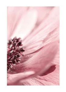 Poster Floreale Stampa Moderna Natura Arredo Parete Stampa Wall Art Fleurs Rosa - Picture 1 of 17