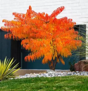 Rhus Typhina Stag's Horn Sumach 3Lt Pot Large - Rare Hardy Shrub Trees - Picture 1 of 15
