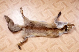 Schönes Fuchsfell Fox Fur mit Bescheinigung - Bild 1 von 2
