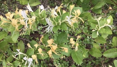 10 LIVE PLANTS HALL'S HONEYSUCKLE VINES WHITE YELLOW FLOWERS  (ROOTED) - Image 1 of 3