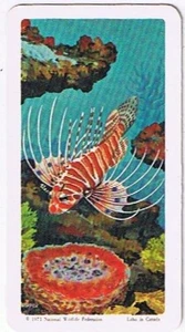 Brooke Bond Red Rose Tea Card #45 Lionfish Exploring The Ocean - Picture 1 of 2