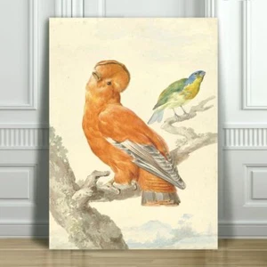 VINTAGE BIRD ART - Unusual Red Bird With Crest - CANVAS ART PRINT POSTER -24x18" - Picture 1 of 1