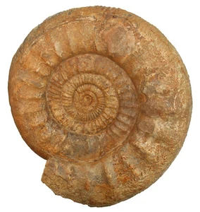 Malm Ortosphinctes (Lithacosphinctes) evolutus Ammonit 26 cm Böttingen WZ-3 - Bild 1 von 5