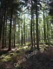 Photo 6X4 Whiptail Wood Heath Cross/Sx8494 Looking Through Conifers, Wit C2010