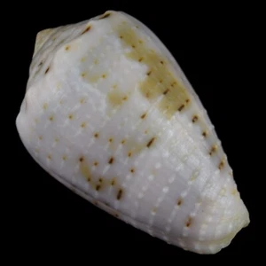 CONUS ARISTOPHANES (Masbate Isl., Philippinen) 26,5 mm #47203 - Bild 1 von 4