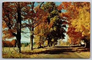 Vintage Postcard- Scenic trees and road in Pitman New Jersey NJ - Picture 1 of 2