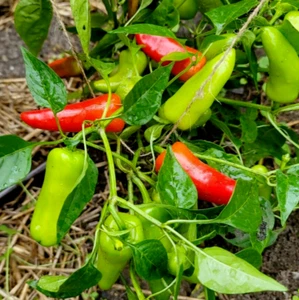 Pimiento especiado chile poromeo (anteriormente Fresno) Pimiento rojo semilla 15 semillas - Imagen 1 de 2