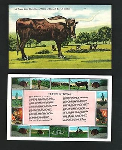 A27 (2) Pcs. Down in Texas Used 1930s, Long Horn Steer 9 feet 6 inches Unused - Picture 1 of 2