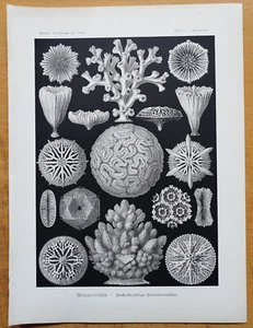 Hexacoralla (9) - Large Original Print Haeckel Kunstformen Folio - 1900 - Picture 1 of 1