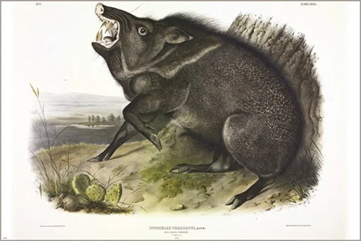 Póster artístico ilustración vintage de pecarí con cuello de John James Audubon 20x30 Foto 1 de 1