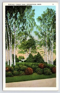 1920er Forest Park Garden District Springfield Massachusetts MA Postkarte - Bild 1 von 2