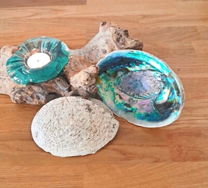 Paua oder Regenbogen Abalone Muschel, Haliotis Iris - Bild 1 von 2