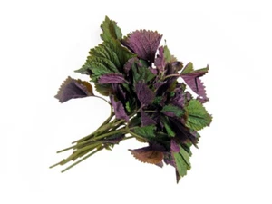 Viet Nam Perilla Seeds, Tía Tô, Shiso, Non-GMO, Heirloom - Picture 1 of 4