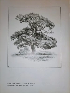 1908 l'albero della Quercia - THE OAK TREE - vecchia stampa - Rex Vicat Cole - Foto 1 di 4