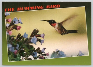 Postkarte Der Kolibri auf der Suche nach Nektar - D Karkos Ornithologie - Bild 1 von 2