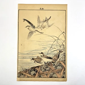 Japanese Woodblock Print “Plover” from “Keinen Kacho Gafu” Bird Woodcut Vintage - Picture 1 of 10
