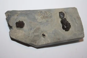 Pyrit Limonitisiert Extertal (ES 35 ) - Bild 1 von 3