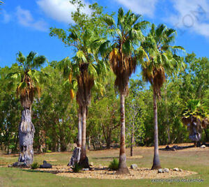 RARE WASHINTONIA ROBUSTA @ fan mexicain palmier arbre palmier ornemental graine 25 graines