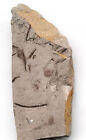 Ediacara Biota fossil unknown creature,teaching No.k40