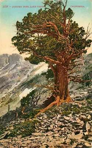 Postal California Juniper Tree Lake Tahoe - Imagen 1 de 2
