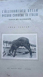 Enea Venturi - L'allevamento della pecora Caracul in Italia: Tecnica allevamento - Bild 1 von 1