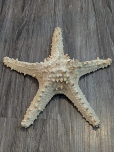 Knobby Star Fish 12 Inch Extra Large  Armoured Sea Star - Picture 1 of 24