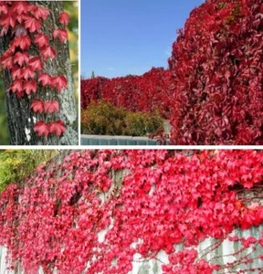 winterharte Wilder Wein Stecklinge schnellwüchsige exotische Pflanzen für Garten - Bild 1 von 2
