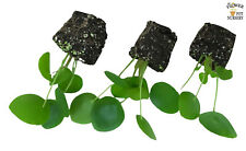 FlowerPotNursery Chinese Money Plant UFO Plant Pilea peperomioides Plug 3 Plants