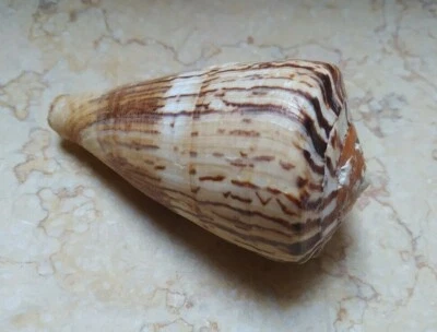 Conus vexillum sumatrensis  huge shell  Beautiful wow specimen seashell 105.3 mm - Image 1 of 4
