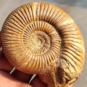 224g Natural Ammonite Fossil Conch Crystal Specimen Healing G239 - Picture 1 of 9