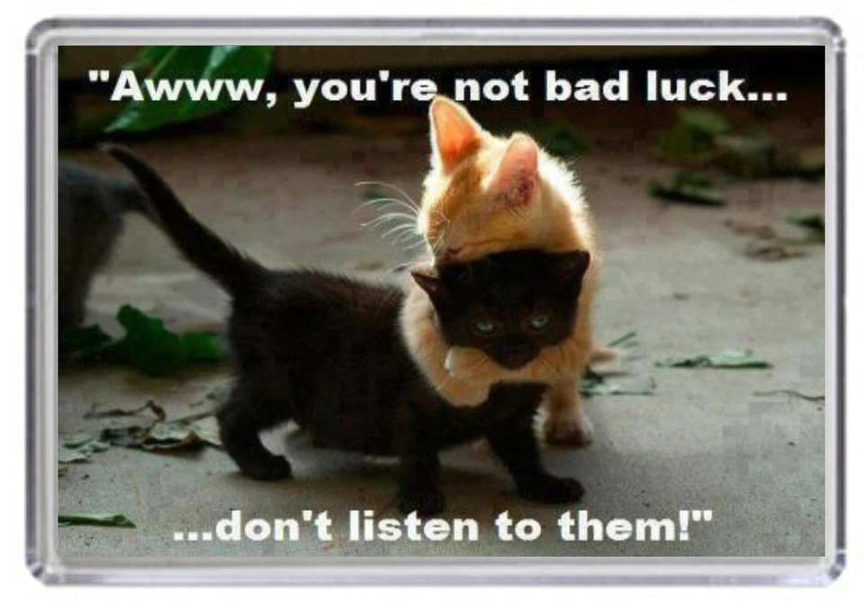 Fridge Magnet Cat Animal Pet Quote Present Novelty Funny  - Image 1 of 1