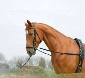 Riendas BASIC-ELASTIC Pony, K15 - Imagen 1 de 1