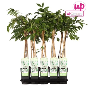 Japanischer Blauregen 'Longissima Alba' - Weisser Regen - Ø15cm - ↕65cm - Bild 1 von 8
