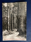Postcard BC Old Growth Campbell River Van Island Photo by H Twidle RPPC D49