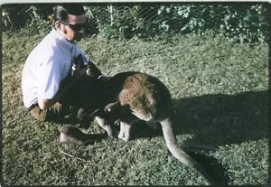 JEAN'S KANGAROO SYDNEY AUSTRALIA JANUARY 1970 KODACHROME SLIDE - Picture 1 of 3