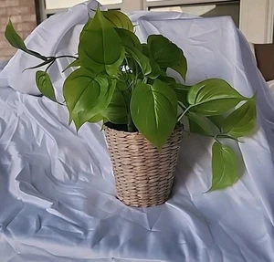 12-inch (Total Height) x 5-inch Artificial Philodendron Leaf Plant in Wicker Pot - Picture 1 of 6