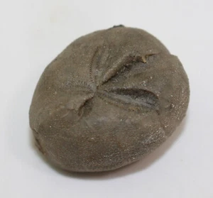 Seeigel, Hemiaster wetherbyi, Kreide, Maastricht, Pontotoc,Mississippi, USA-i801 - Picture 1 of 5