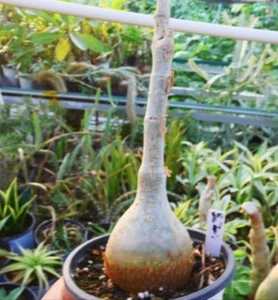 Raro Cyphostemma laza raíz propia WYSIWYG Caudex Boutique - Imagen 1 de 6