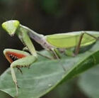 Giant Rainforest Praying Mantis (Hierodula majuscula) L2/L3 LIVE Nymph 