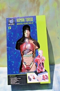 Edu Science Human Torso Anatomically Accurate Model Kit, New/Sealed in box  - Picture 1 of 8