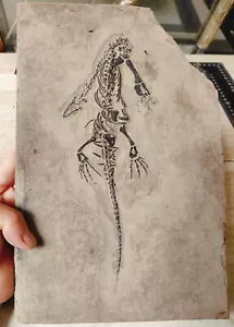 Keichousaurus Skeleton Fossil Triassic Reptile Dinosaur Bones China - Picture 1 of 7
