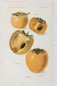 Antiguo cromolitografo estampado caquis decoración de cocina fruta agricultura arte - Imagen 1 de 2