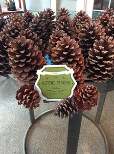 PINECONES 3-1/2”Tall NORTH CAROLINA 30 ct NO BUGS FIRM CLEAN CRAFTS SCHOOL ART  - Picture 1 of 8