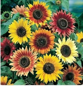 40 seeds Sunflower tall Autumn Beauty + FREE PLANT LABEL+ FREE P&P - Picture 1 of 1