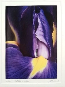 RICHARD LaMARTINA IRIS "BLÜTENBLATT LANDSCHAFT" 14" X 18" 36/260 SIGNIERT, MATTIERTER DRUCK, NEU! - Bild 1 von 6