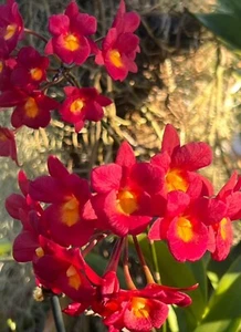 Ctna Why Not 'Red' x self bloomimg size cattleya type orchid hybrid. - Picture 1 of 5