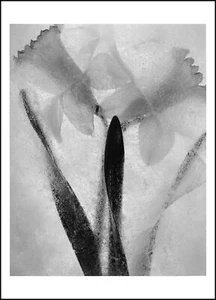 Ryuijie 2005 Ice Form #60 - 11"X14" Fotografía Original Gelatina-Plata Firmada - Imagen 1 de 2